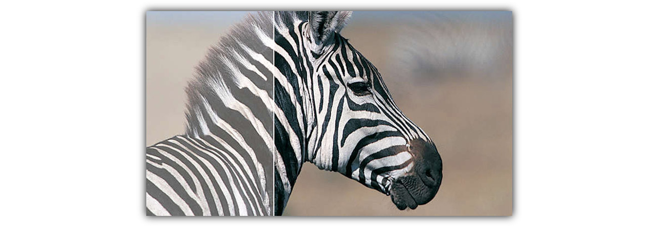 Philips 276E7QDSW SmartContrast zapewnia głęboką czerń