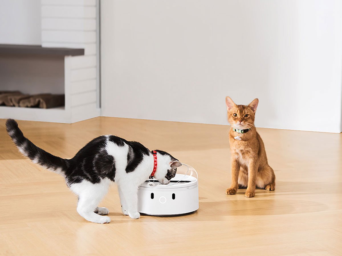 Catlink Inteligentny dozownik karmy z funkcja rozpoznawania kota F03