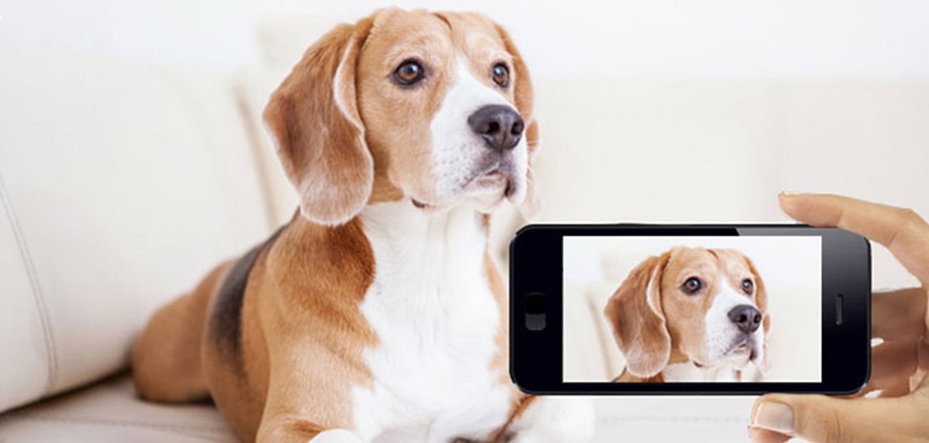 D-Link DCS-855L/P EyeOn Pet HD IR (dzień/noc)