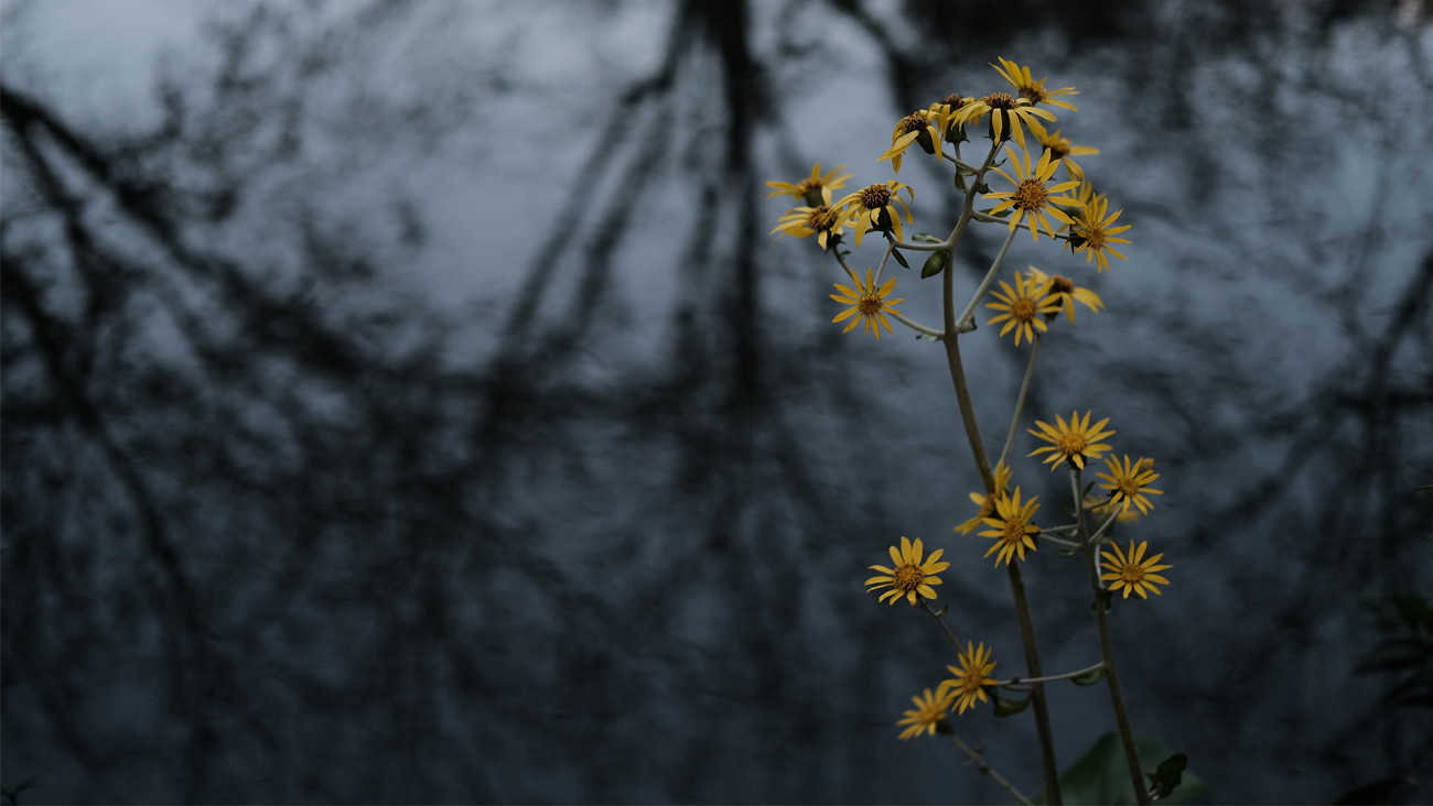 Fujifilm X-T30 Przykładowe Zdjęcie