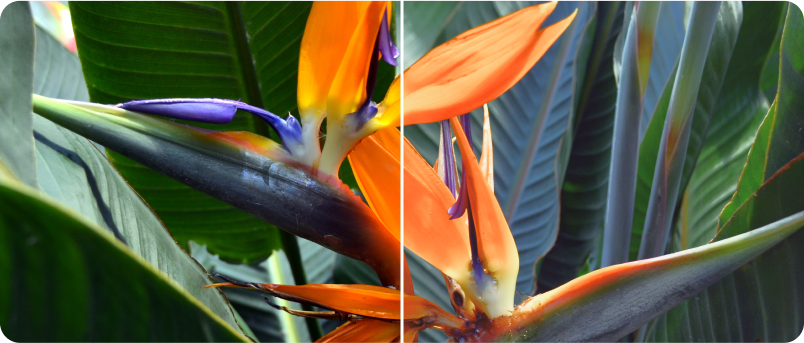 Contrast control image